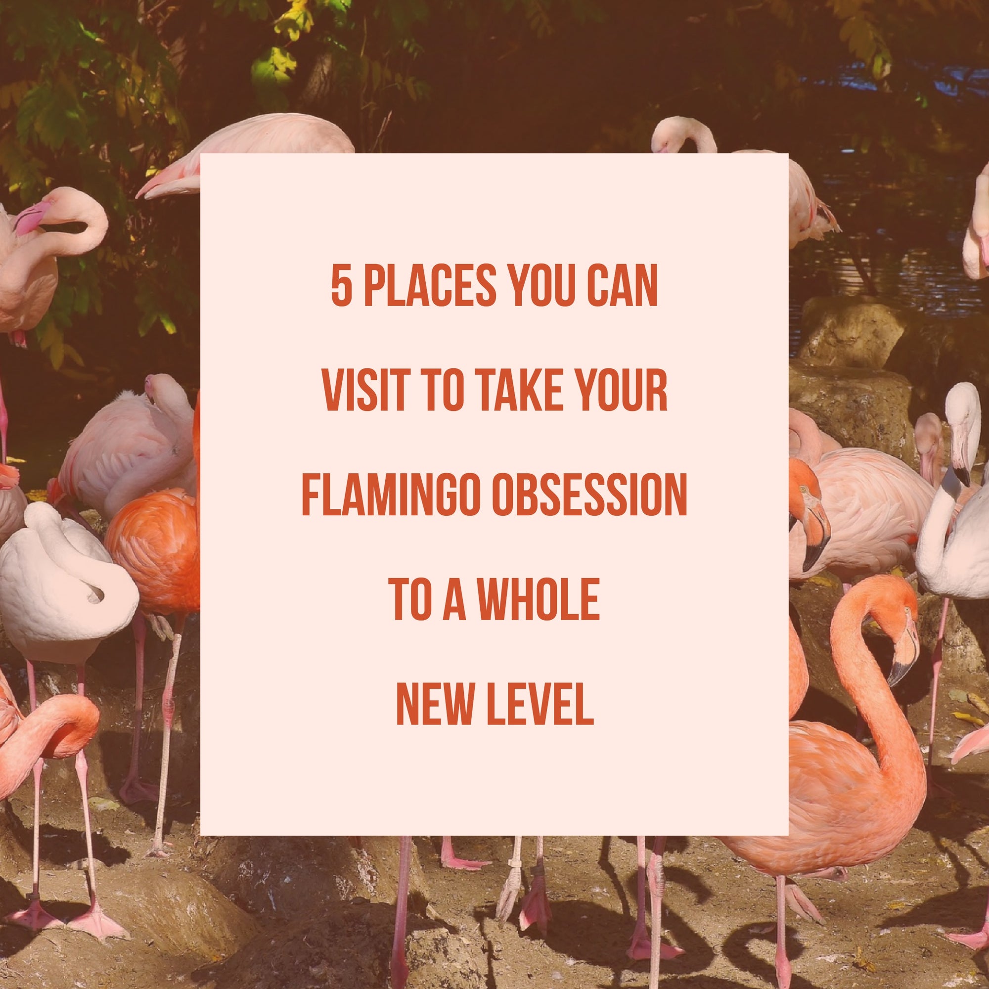 5 Sites To take your Flamingo obsession to a whole new level
