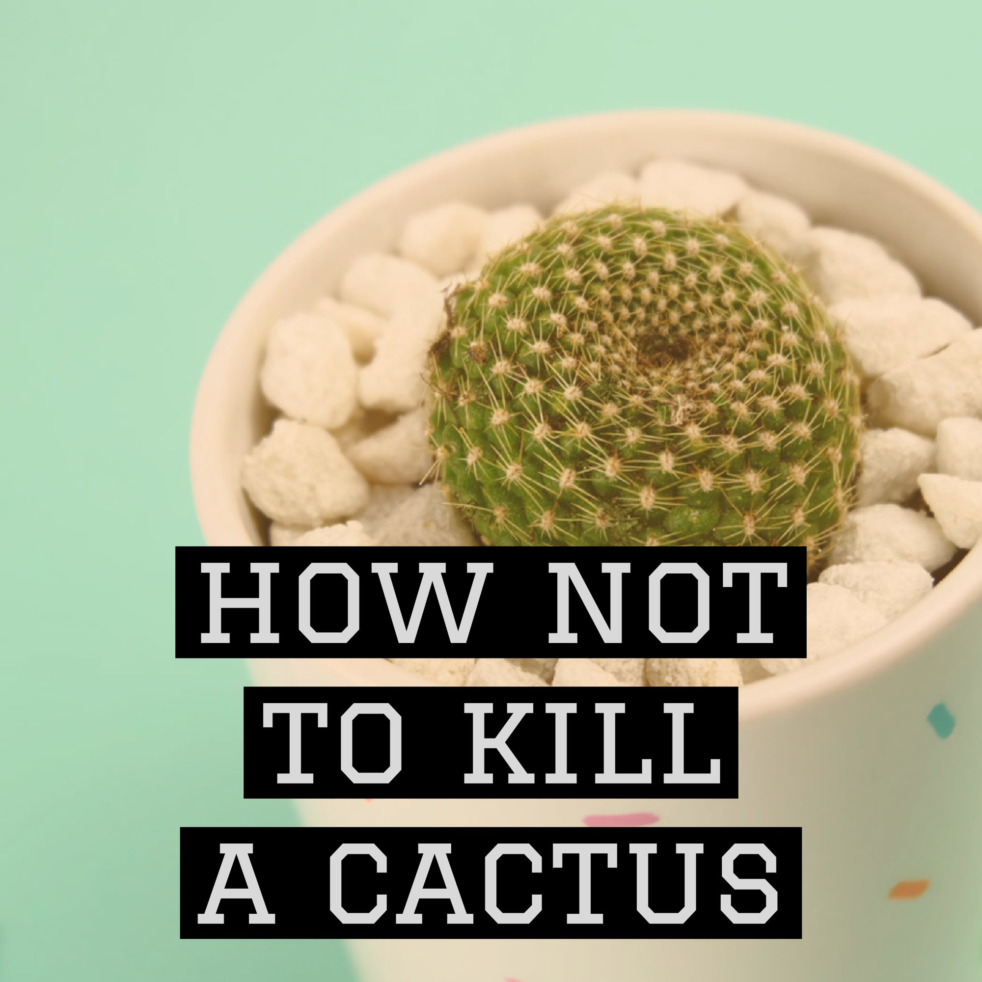 How not to kill a cactus